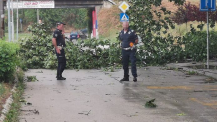 grom-prepolovio-stablo-u-centru-bara,-delovi-krosnje-pali-na-stazu:-tragedija-izbegnuta-za-dlaku,-nadlezne-sluzbe-odmah-izasle-na-teren