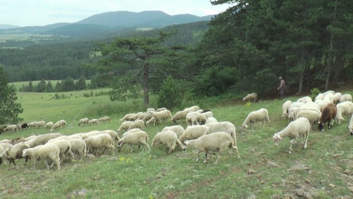 horor-kakav-se-ne-pamti:-copor-krvolocnih-pasa-lutalica-upao-na-imanje-kod-novog-pazara,-zveri-zaklale-49-ovaca-a-18-ih-ranjeno